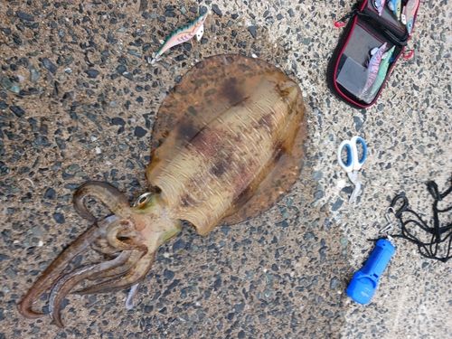 アオリイカの釣果
