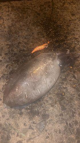 モンゴウイカの釣果