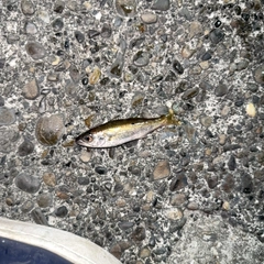ムツの釣果
