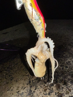 タコの釣果