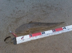 マゴチの釣果