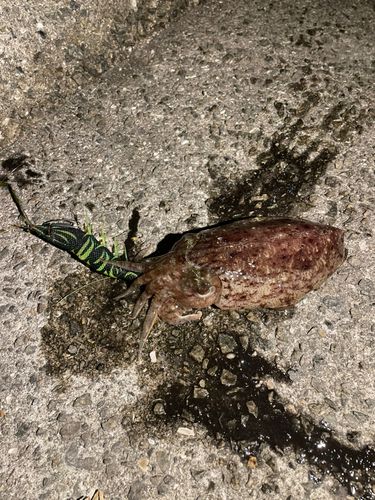 コウイカの釣果