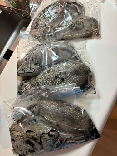 コウイカの釣果