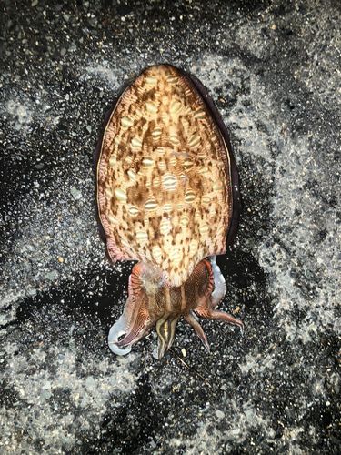 コウイカの釣果