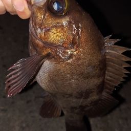 メバル