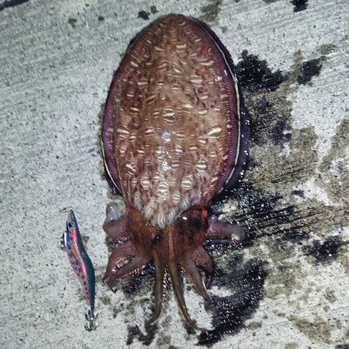 コウイカの釣果