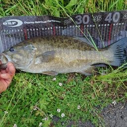 スモールマウスバス