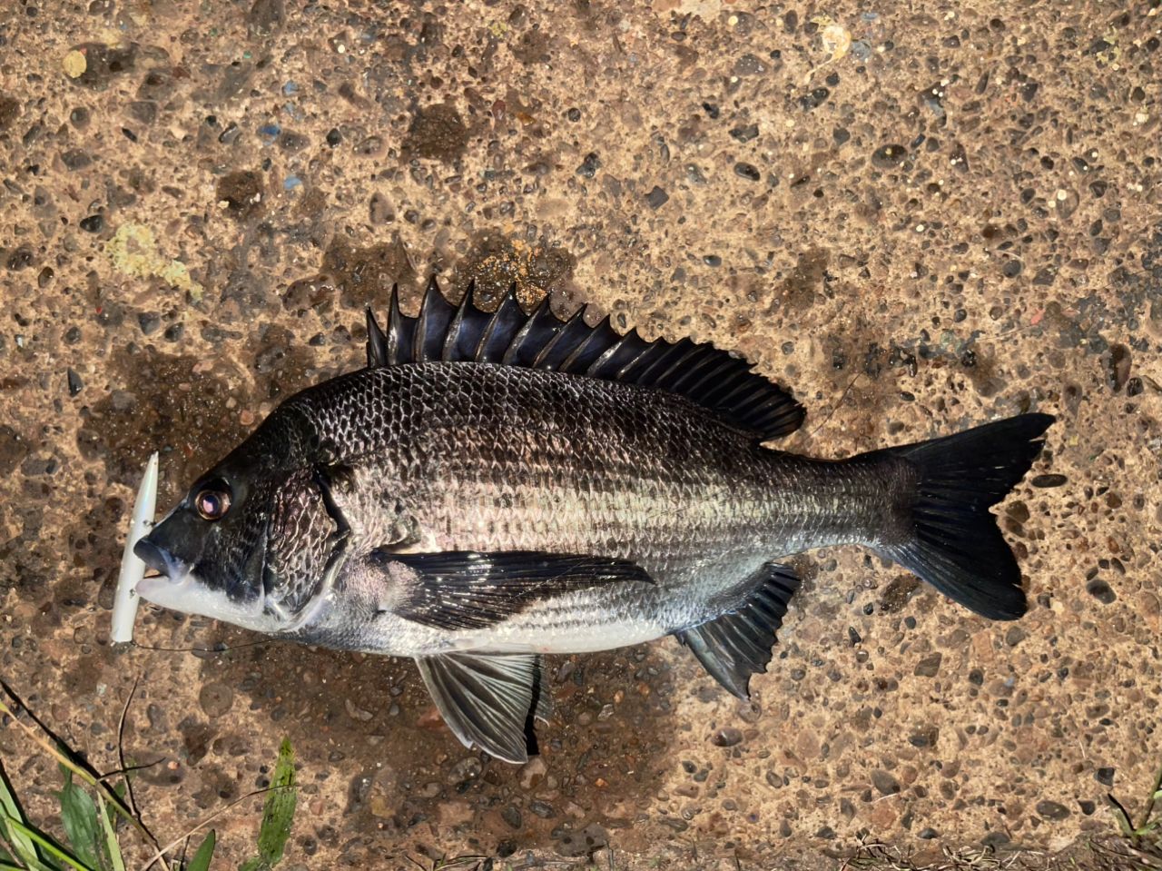 DAIWA 14モバイルパック 866TMLSの最安値・インプレ・釣果