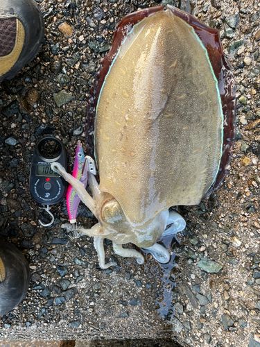 コウイカの釣果