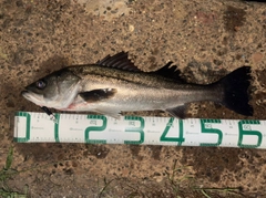 スズキの釣果