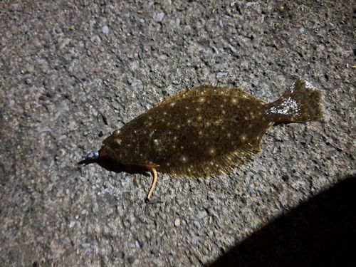 ヒラメの釣果