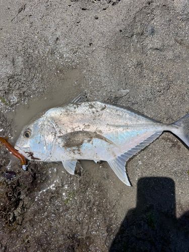 ギンガメアジの釣果