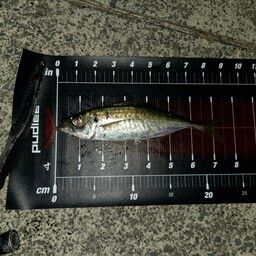 アジ