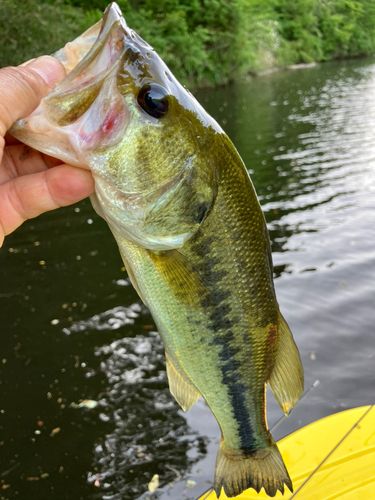 ラージマウスバスの釣果