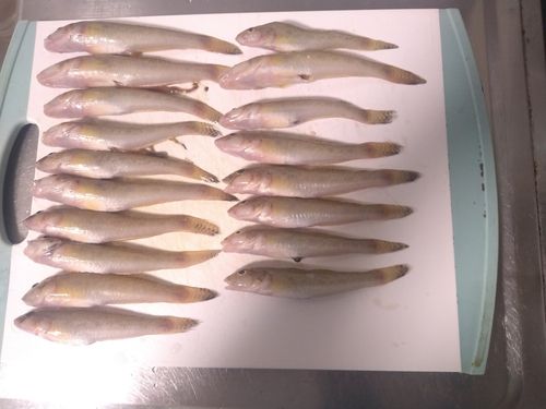 ハゼの釣果
