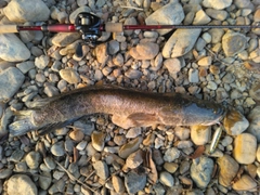 ライギョの釣果