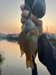 ブルーギルの釣果