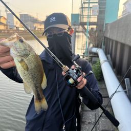 ラージマウスバス