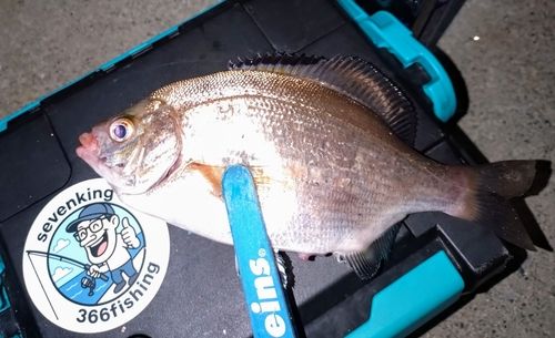 ウミタナゴの釣果