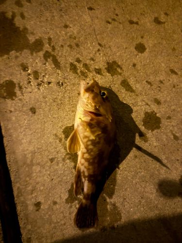 カサゴの釣果
