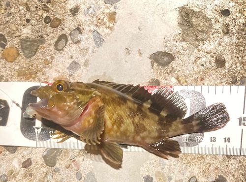カサゴの釣果
