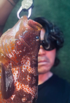 キジハタの釣果