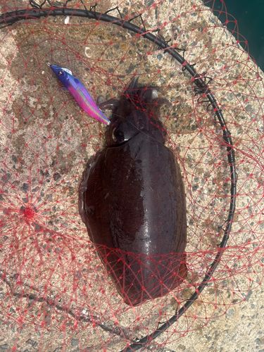 モンゴウイカの釣果