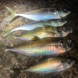 マアジ