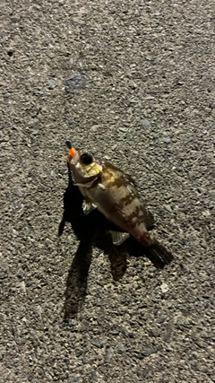 メバルの釣果