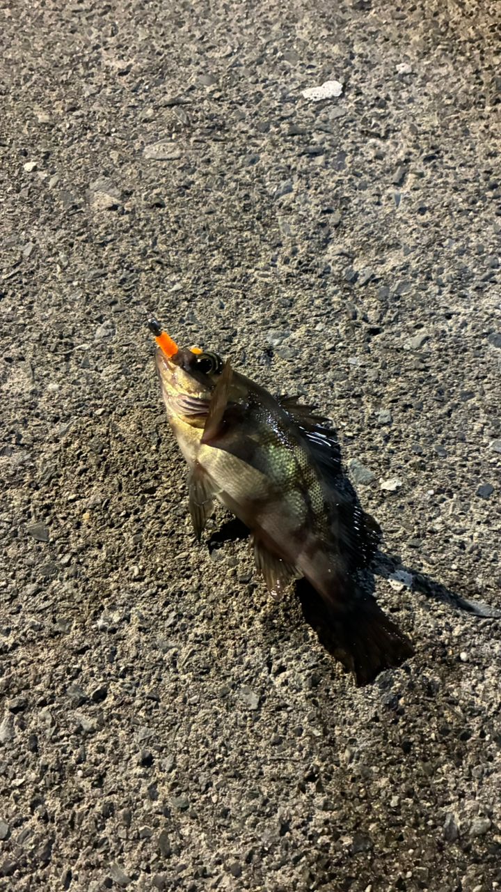 メバル