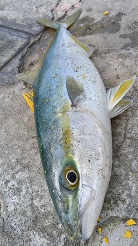 ツバスの釣果