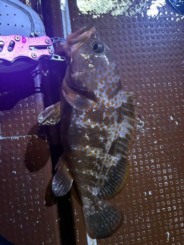 キジハタの釣果