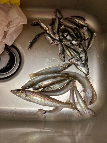 シロギスの釣果