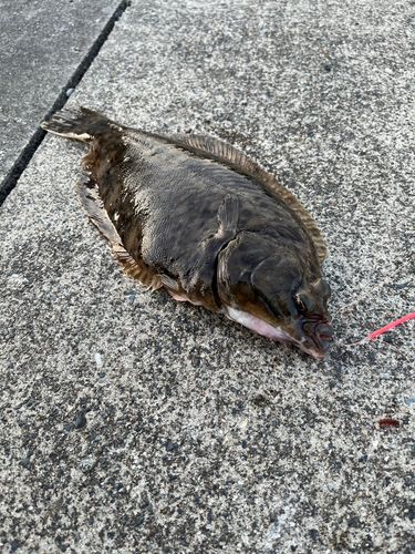 マコガレイの釣果