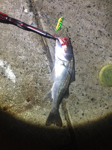 シーバスの釣果