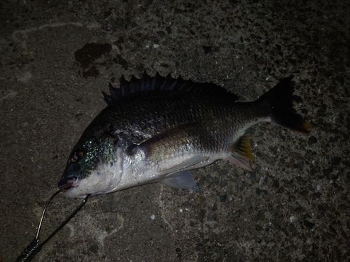 キビレの釣果