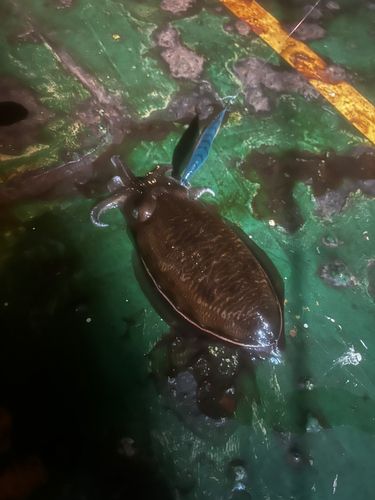 コウイカの釣果