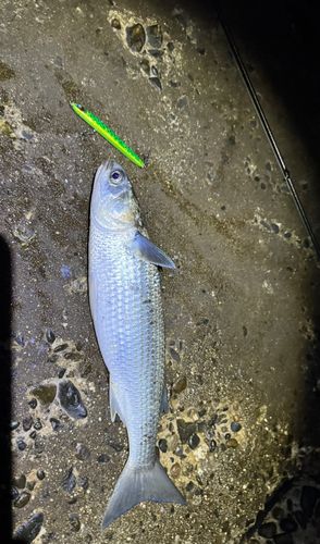 ボラの釣果