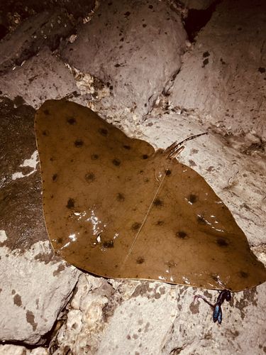 ツバクロエイの釣果