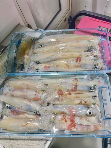 釣果