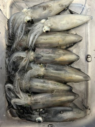 ヒイカの釣果