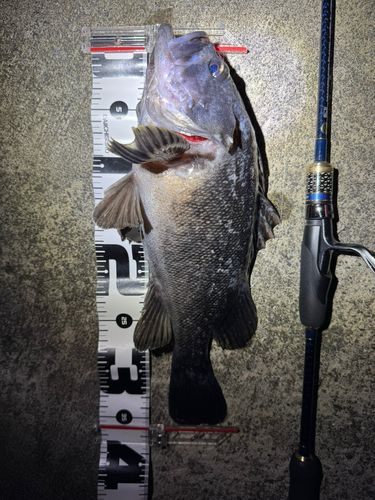 クロソイの釣果