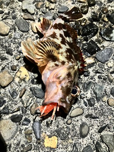 カサゴの釣果