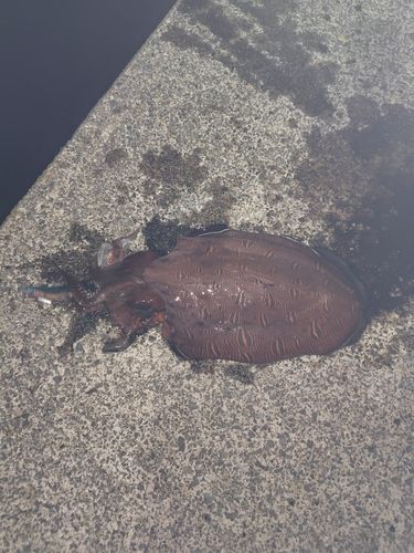 カミナリイカの釣果
