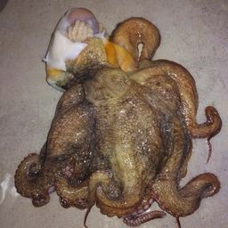 タコ