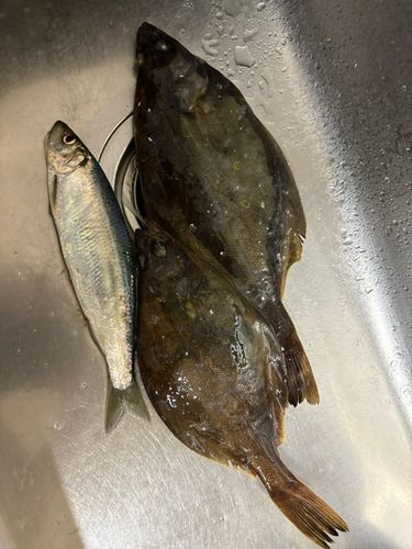 ソウハチの釣果