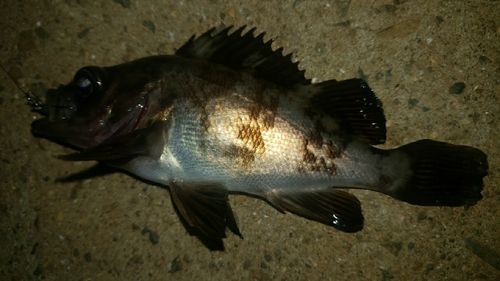 アカメバルの釣果