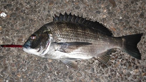 チヌの釣果
