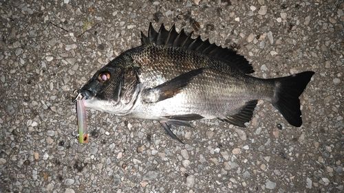 チヌの釣果