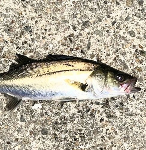 フッコ（ヒラスズキ）の釣果